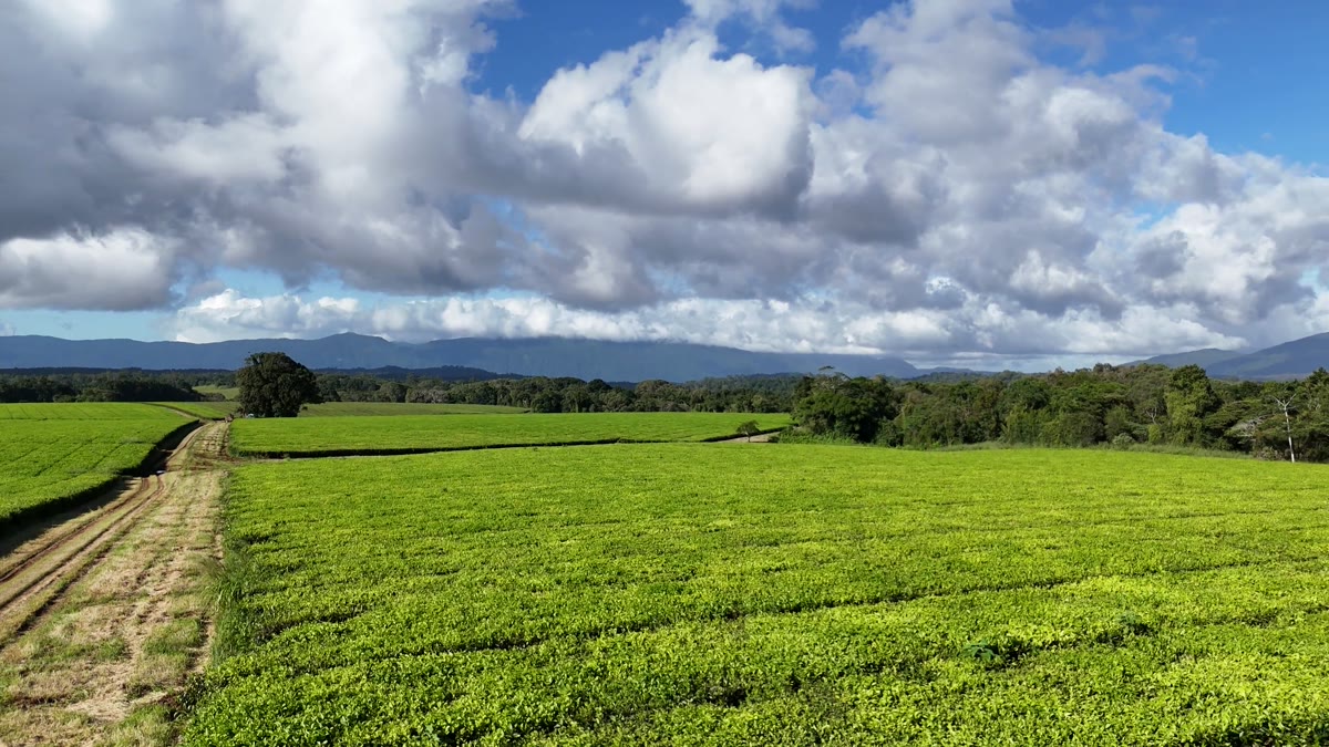 Green tea rows meeting the distant blue Bellenden Ker Range