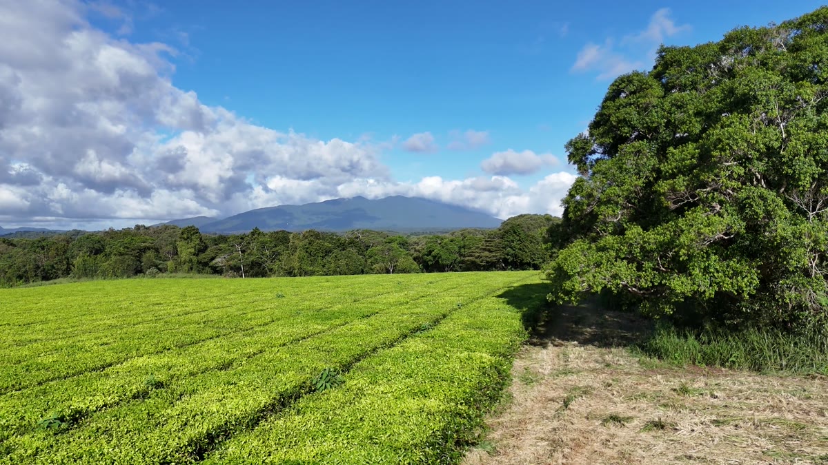 Tea field beside a broad native tree canopy with the ranges beyond