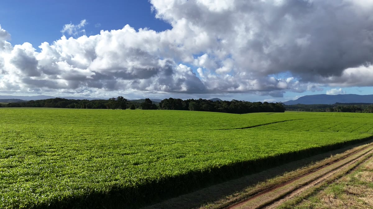 Panoramic view of the tea estate with mountains along the horizon under scattered cloud