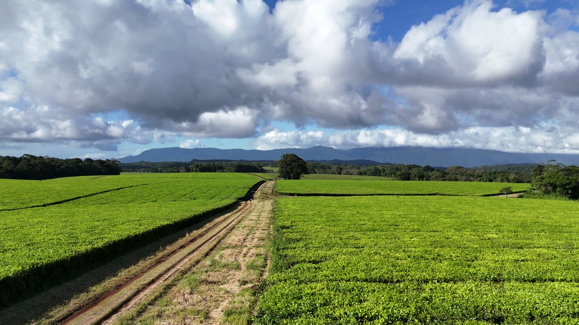 A red-dirt track leading between two large tea fields toward a distant blue mountain range under scattered cloud